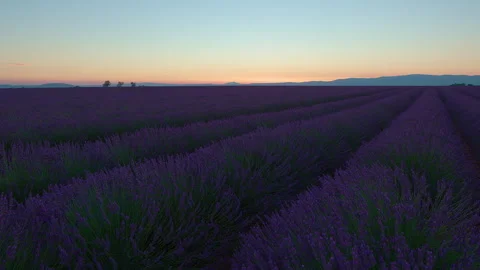 View across the lavender fields at dusk Stock Footage 326774980