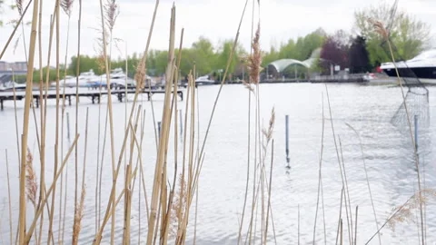 View across the sedge to the river with yachts Stock Footage 275133399