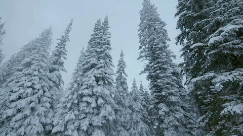 View across snow-covered trees in a forest Stock Footage 92382285