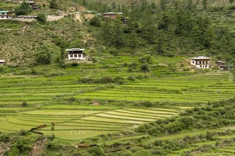 View across valley with rice fields Stock Photos