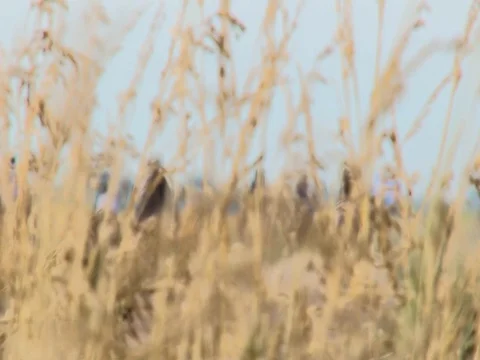 View across a wheat field Stock Footage 128654191