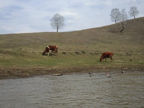 View across a wide river through a rural countryside landscape of a farm fiel Stock Photos