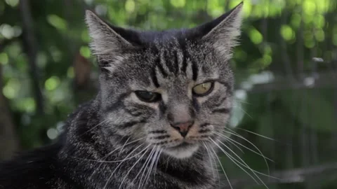 View of an adorable cat with on eye bling turning around and looking into the Stock Footage 195335248