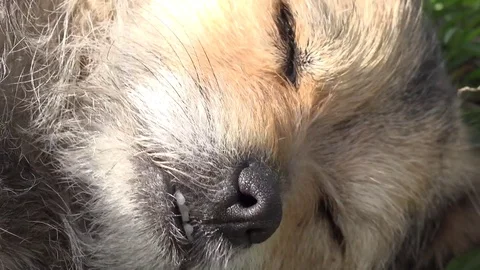 View of adorable dog sleeping lying on green grass closeup animal head portrait Stock Footage 81972970
