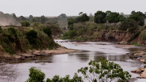 View from afar herd of wildebeest run into river and swim to get to other side. Video stock 229467089