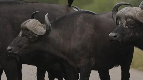 View of African buffalo herd in Kruger National Park, South Africa. Stock Footage 335609917
