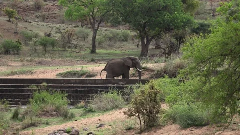 View of an African elephant walking by a dam in South Africa. 스톡 동영상 333521717