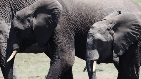 View of African elephants drinking water in Kruger National Park, South Africa. Video stock 333521066