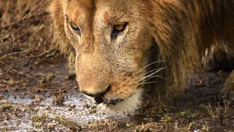 View of an African lion drinking from a muddy puddle in Africa. Stock Footage 339952543