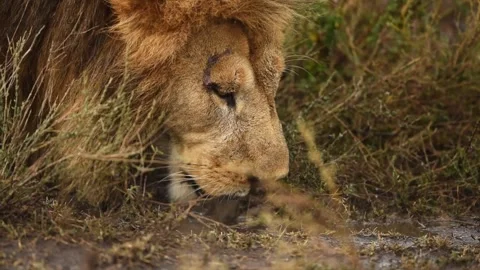 View of an African lion drinking water, Africa. Stock Footage 339952472