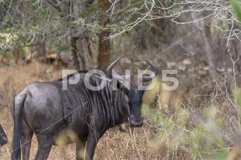 View of African wildebeest, detailed in natural habitat, Angola Stock Photos