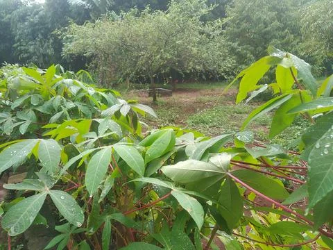 The view after rain Photos