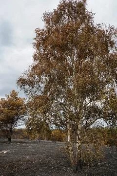 View of the aftermath of a forest fire Фото