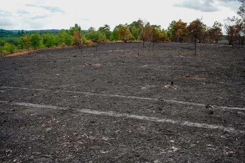 View of the aftermath of a forest fire 库存照片