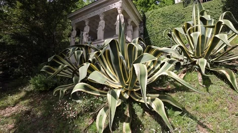View of agave plants in Parco Scherrer, Switzerland. Video stock 343671634
