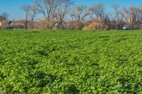View of an Agra field in winter. Foto stock
