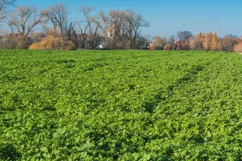 View of an Agra field in winter. Stock Photos