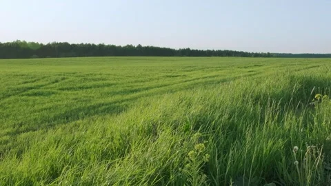 View of an agricultural field from the side of the road. Stock Footage 242514286
