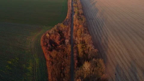 View of agricultural fields with green plants, yellow wheat field after harvest Video stock 330681643