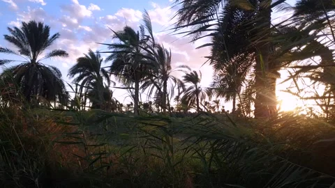View of agricultural fields at sunset, palm cultivation in Egypt Stock Footage 280084333