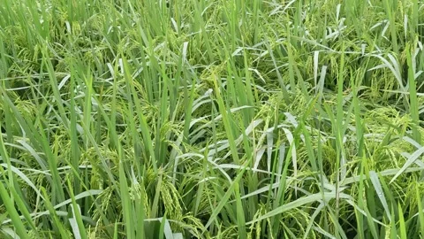 View of agriculture in paddy field Stock Footage 307377338