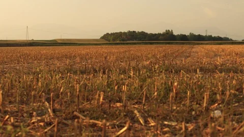 View From The Air To The Fields And Meadows Stock Footage 116484992