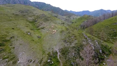 A view from the air to the hill, a shepherd and a herd of sheep grazing on the Stock Footage 89634265