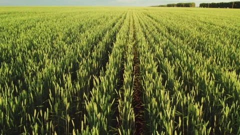 View from the air to the summer green wheat field. New crop of grain crops Stock Footage 156045985