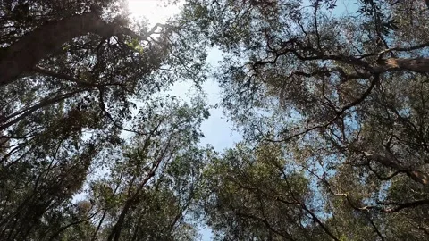 View in the air of trees with sun Stock Footage 196926065