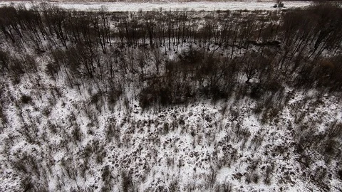 A view from the air of a wild forest in the winter Stock Footage 103610712