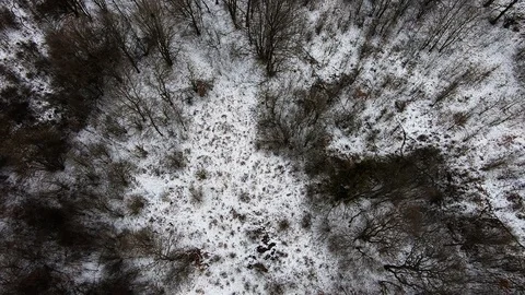 A view from the air of a wild forest in the winter 2019 Stock Footage 103610737