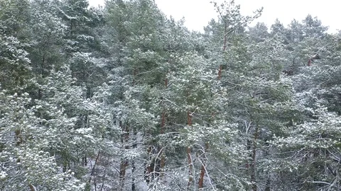 View from the air of winter forest during a snowfall Stock Footage 100303249