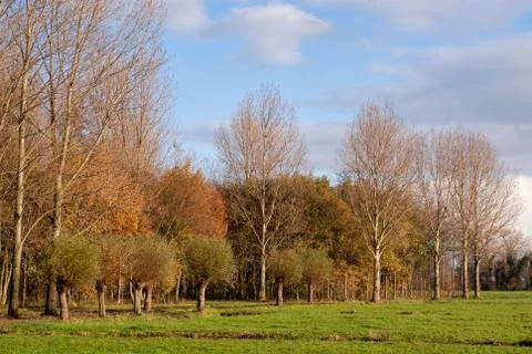 View at the Alblasserbos Stock Photos