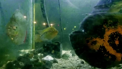 View from an algae covered glass display of Cichlids, silver dollar or Metynnis Stock Footage 310188427