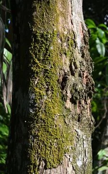 View of the algae growing on the trunk surface of a Nedun tree Stock Photos