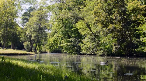 View of allow river and trees growing at the shores, the Netherlands Stock Footage 38869976