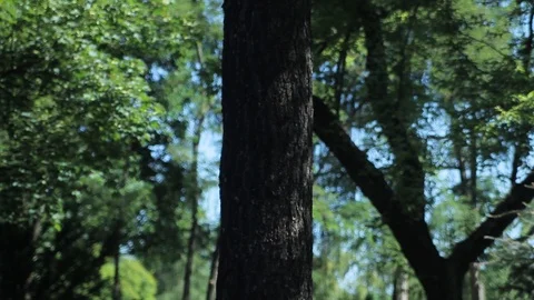 View Of Alone Tree In Park. Tilt Down Stock Footage 91699529