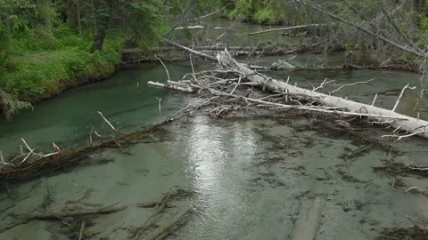 View along a flowing very clear mountain stream that is surrounded by green fore Stock Footage 142278253