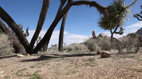 View along joshua trees and bushes in Joshua Tree National Park California 動画素材 90962822