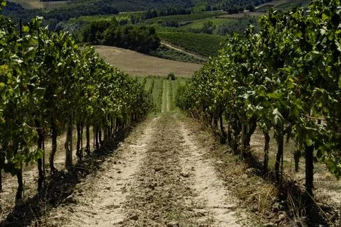 View along rows of vines in a vineyard in Tuscany, Italy Foto stock