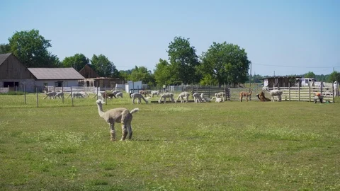 View of alpaca farm. Video stock 91586265