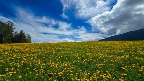 View of the alpine meadow, completely covered with yellow dandelions. In the Stock Photos