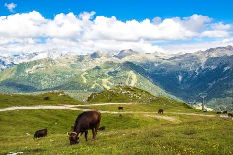 View of the Alps with a herd of cattle Stock Photos