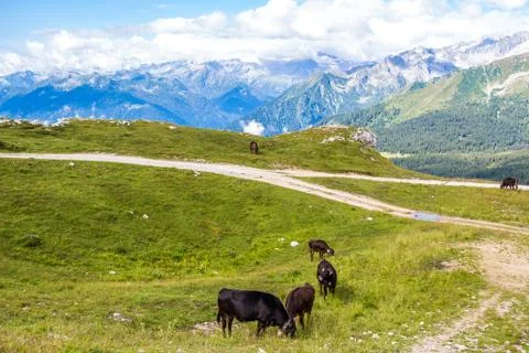 View of the Alps with a herd of cattle Stock Photos