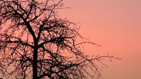 View of amazing empty tree branch on red sky orange sunset light in winter day Stock Footage 81973251