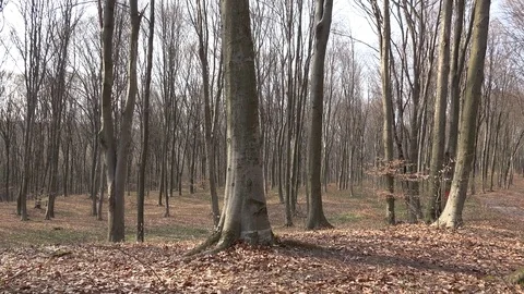 View of amazing forest tall tree by day empty arbor in wilderness natural place Stock Footage 81974397