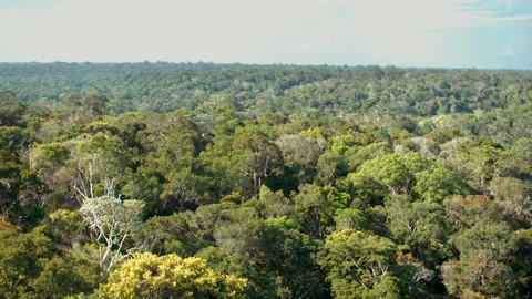 View of the amazon forest Vídeo Stock 164051963