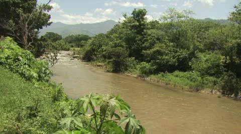 View of the Amazon River from the Bank 動画素材 19003000