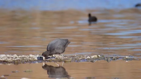 A view of an American Coot bird Stock Footage 234248667