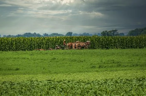 View of an Amish Farmer Using Four Horses to Cut Alfalfa for Harvesting Stock Photos